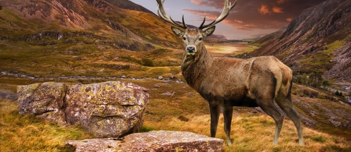 Red deer stag in moody dramatic mountain sunset landscape